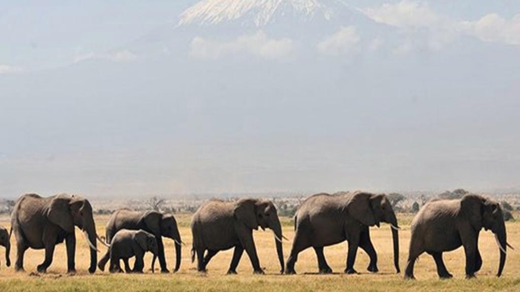 Amboseli National Park from Nairobi - Full-Day Tour - Image 3